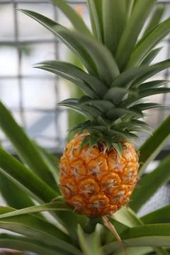 Pineapple Stock Photos