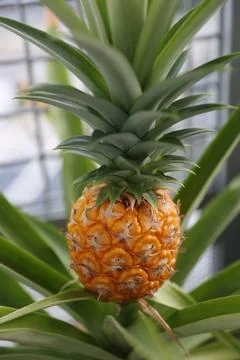 Pineapple Stock Photos