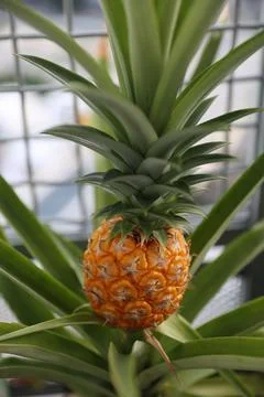 Pineapple 写真素材
