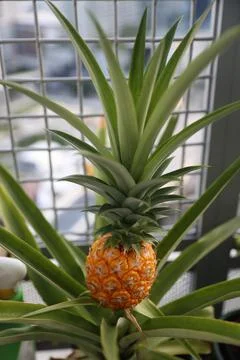 Pineapple Stock Photos