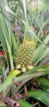 Pineapple Stock Photos