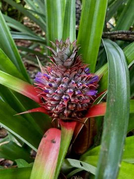 Pineapple Stock Photos