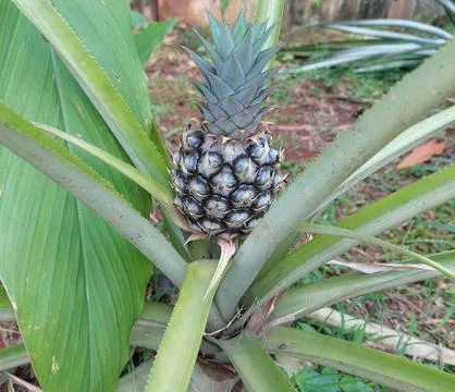 Pineapple Stock Photos