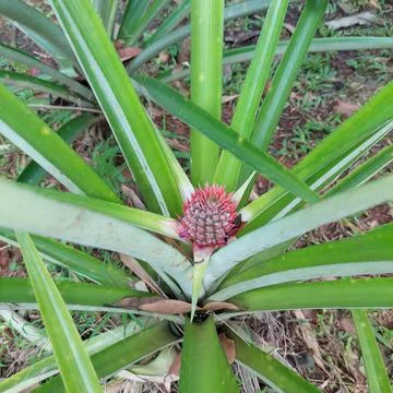 Pineapple Stock Photos