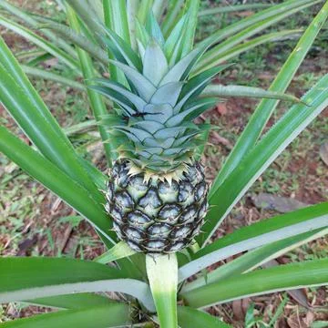 Pineapple Stock Photos