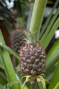 Pineapple Foto stock