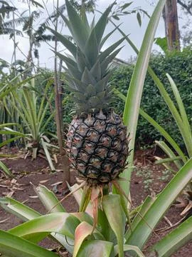 Pineapple Stock Photos