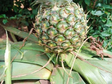 Pineapple Stock Photos