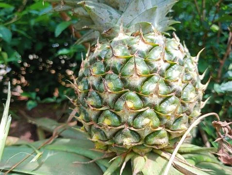 Pineapple Stock Photos