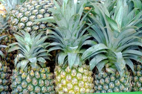 The Pineapple, Stock Photos