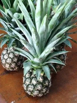 Pineapple Stock Photos