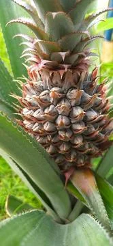 Pineapple Stock Photos