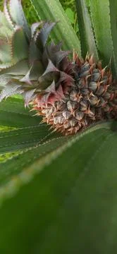 Pineapple Stock Photos