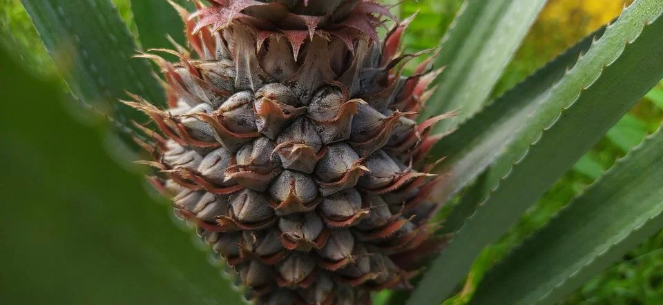 Pineapple Stock Photos