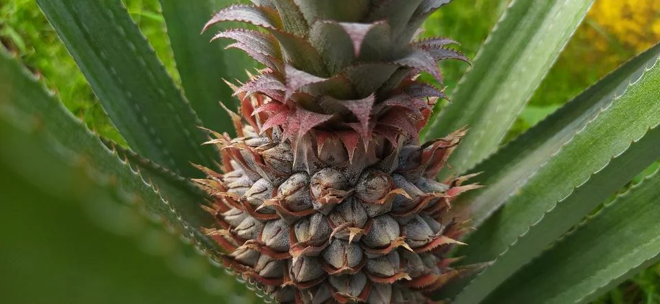 Pineapple Stock Photos