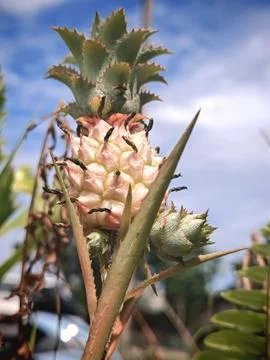 Pineapple Stock Photos