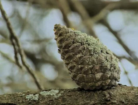 Pineapple on a pine branch waiting for spring Stock Photos