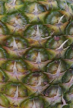 Pineapple, pineapple Stock Photos