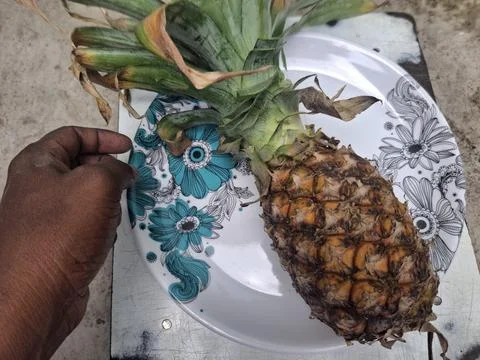 Pineapple : Pineapple is a tropical fruit with spiky skin, juicy golden flesh. Stock Photos