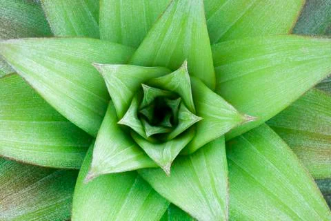 Pineapple plant background Stock Photos