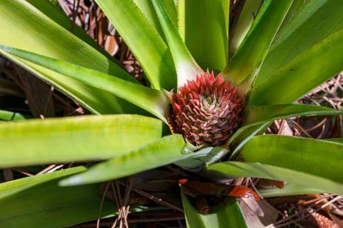 Pineapple plant beginning to set fruit in home garden Stock Photos