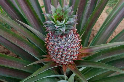 Pineapple plant with developing fruit Stock Photos