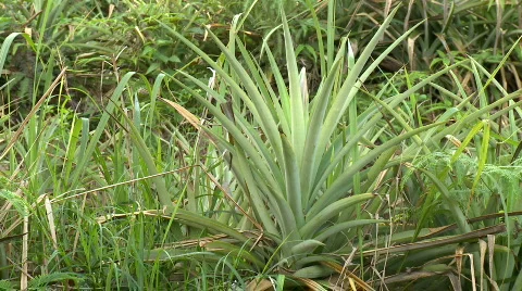 Pineapple plant in a field Video stock 612105