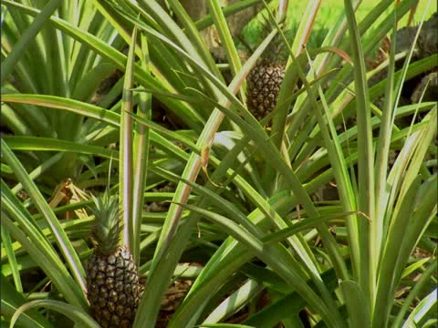 Pineapple Plant Video stock 22242811