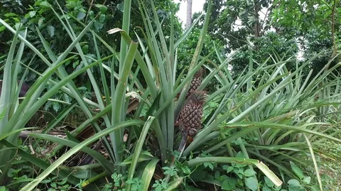 Pineapple plant Video stock 105030926