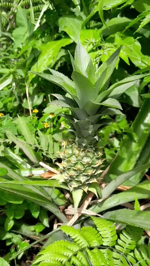 Pineapple plant Stock Footage 226900454
