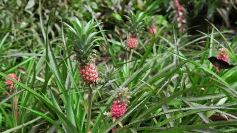 Pineapple plant Video stock 313145865