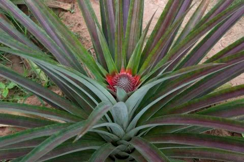 Pineapple plant with fruit developing Stock Photos