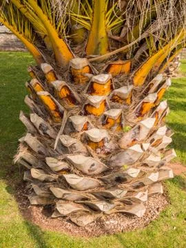 Pineapple plant growing at Torquay, Devon, UK Stock Photos