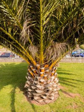 Pineapple plant growing at Torquay, Devon, UK Stock Photos