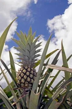 Pineapple plant Stock Photos