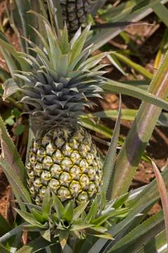 Pineapple plant Stock Photos