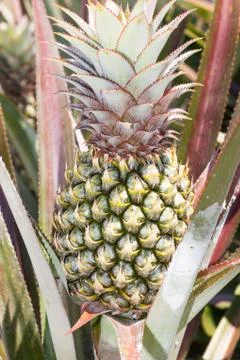 Pineapple plant Stock Photos