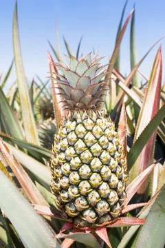 Pineapple plant Stock Photos