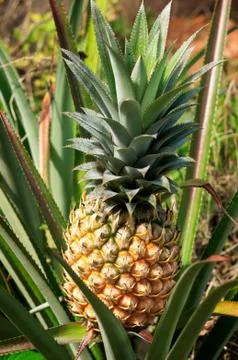 Pineapple plant Stock Photos