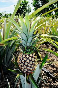 Pineapple plant Stock Photos