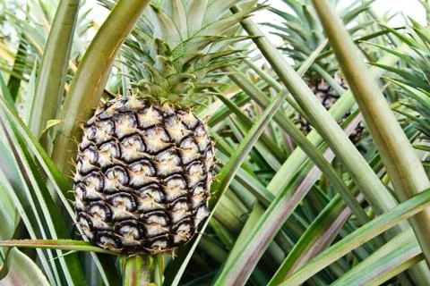 Pineapple plant Stock Photos