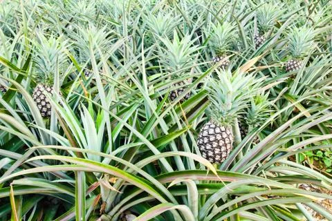 Pineapple plant Stock Photos