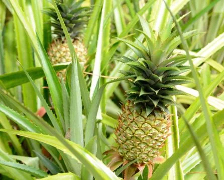 Pineapple plant 库存照片