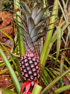 Pineapple Plant Stock Photos