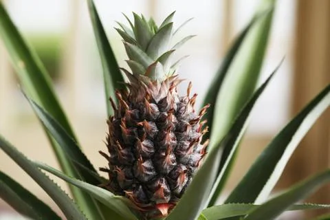 Pineapple plant Stock Photos