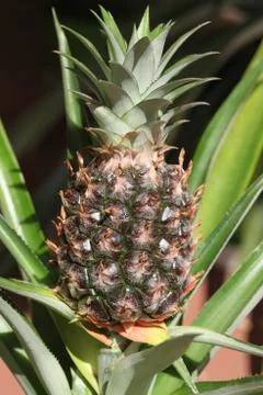 Pineapple plant Stock Photos