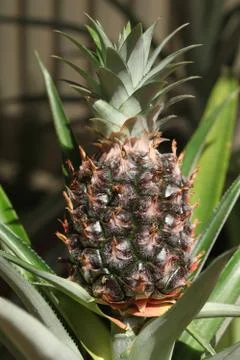 Pineapple plant Stock Photos