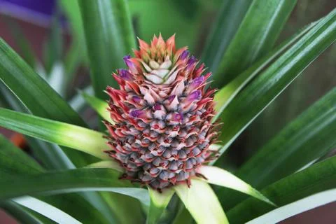 Pineapple plant Stock Photos