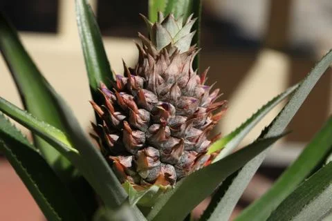 Pineapple plant Stock Photos