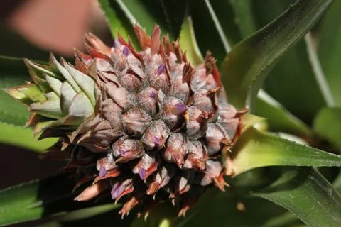 Pineapple plant Stock Photos
